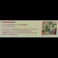 Famille Polygonacees ou Polygonaceae (txt)